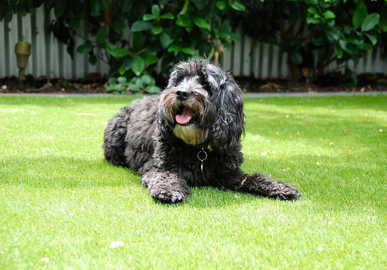 The Ultimate Guide to Artificial Grass and Dogs: Safety, Cleaning & FAQs