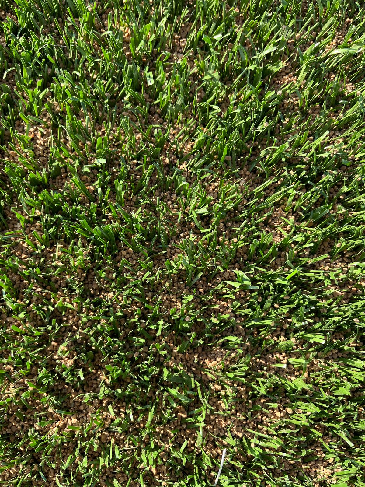The Future of Synthetic Turf: Microplastics, Infill Safety, and Why Olive-Pit Infill is Game-Changing