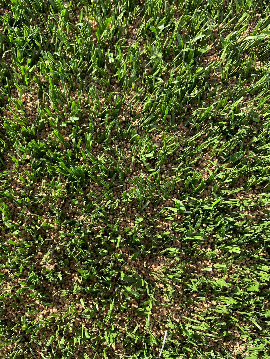The Future of Synthetic Turf: Microplastics, Infill Safety, and Why Olive-Pit Infill is Game-Changing